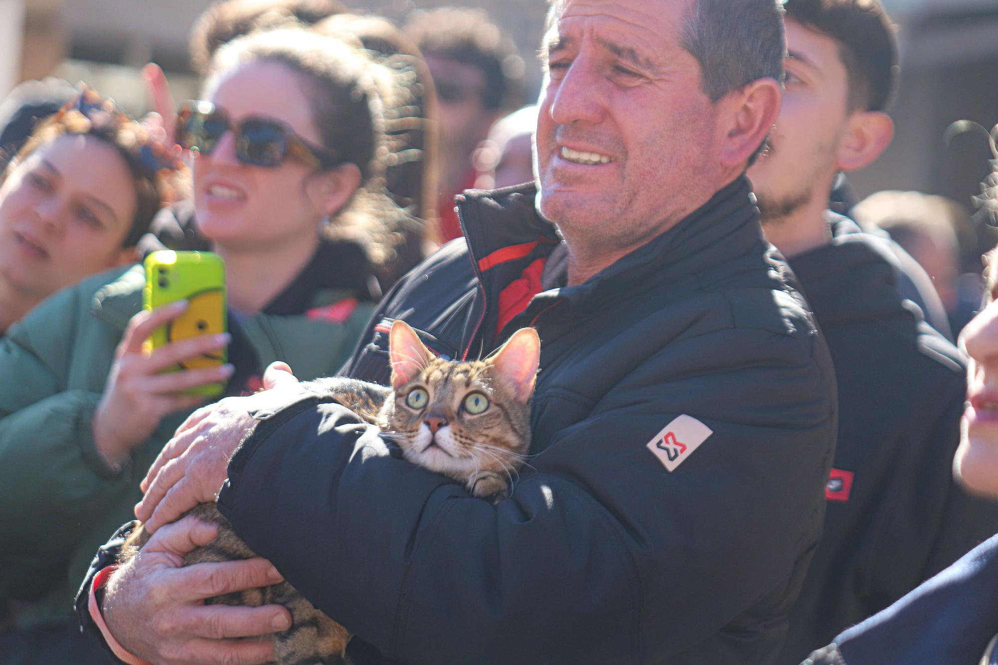 Romería y Bendición de animales en San Antón de Elche