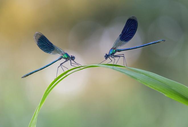 Mejores fotografías primeros planos