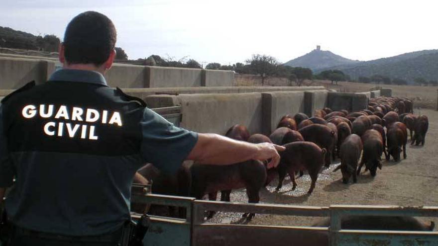 Nueve detenidos en La Parra por robar 30.000 kilos de pienso y 37 cerdos