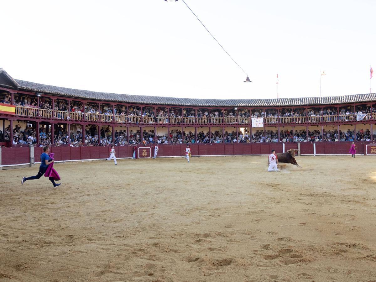 Concurso de cortes, Toro 2026