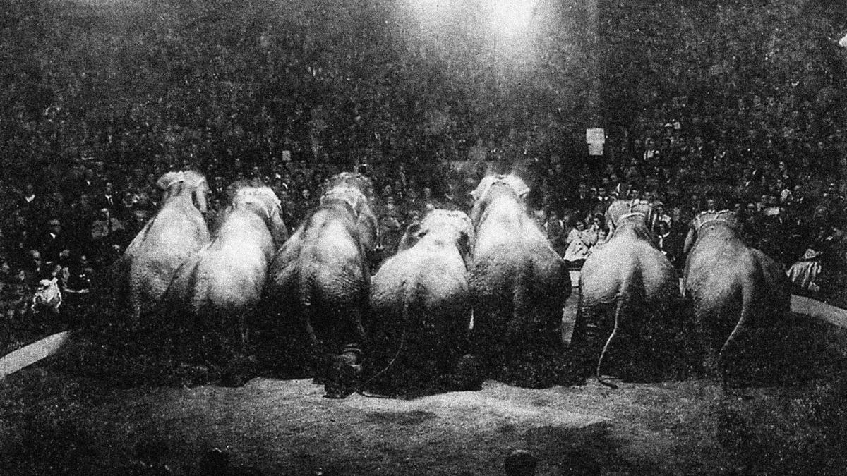 Grupo de siete elefantes en el escenario del Teatro Iris, 1942