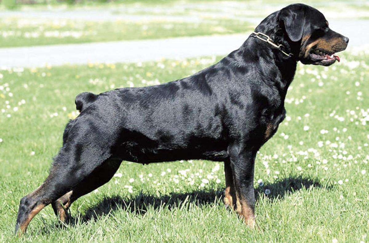 Galicia prohibirá cortar las orejas y el rabo a los perros y los circos con animales