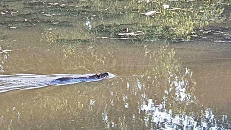 Localitzen un coipú nedant  al riu Ter a la zona de Pedret