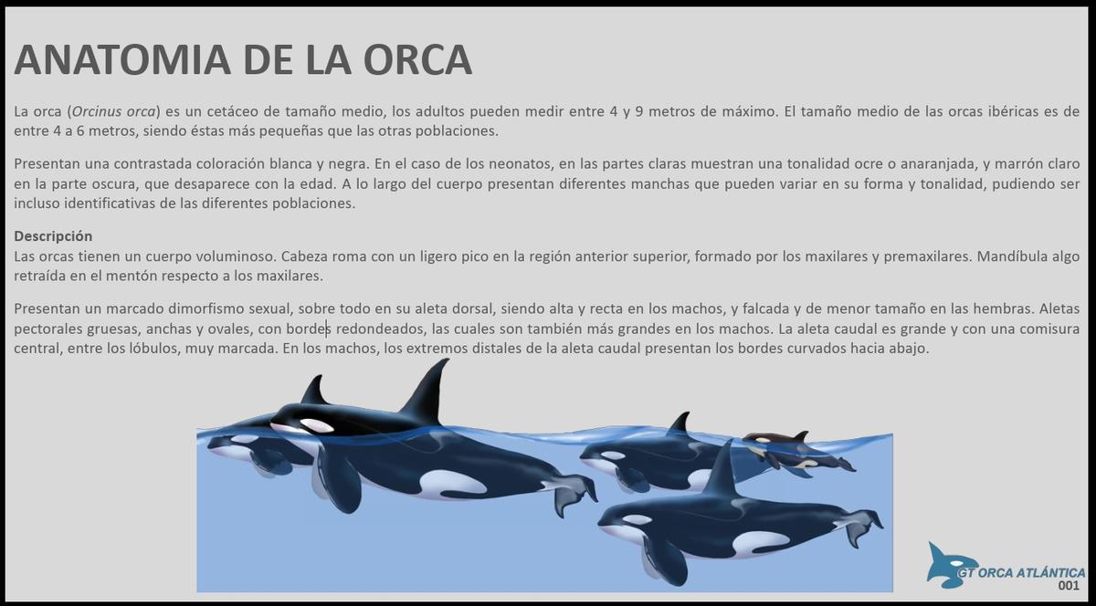 Ficha técnica para identificar a las orcas.