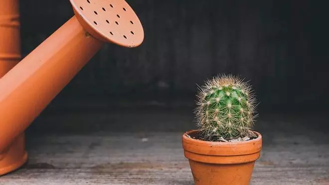 ¿Cada cuánto hay que regar un cactus?