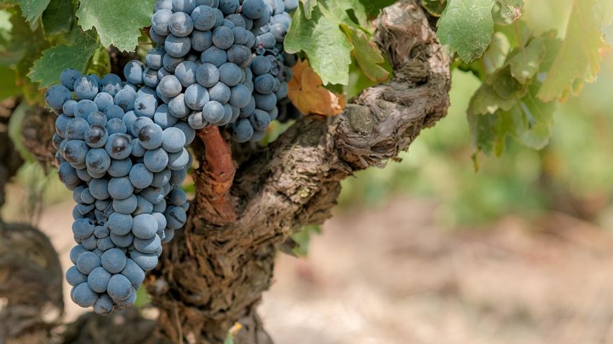 Bodegas pequeñas con vinos de personalidad muy marcada