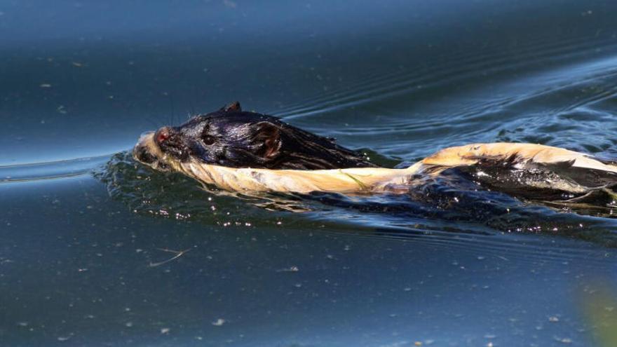 El visó americà amb un martinet ros a l&#039;estany