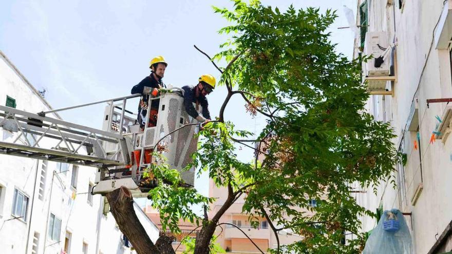 Männer beschneiden Baum auf Mallorca