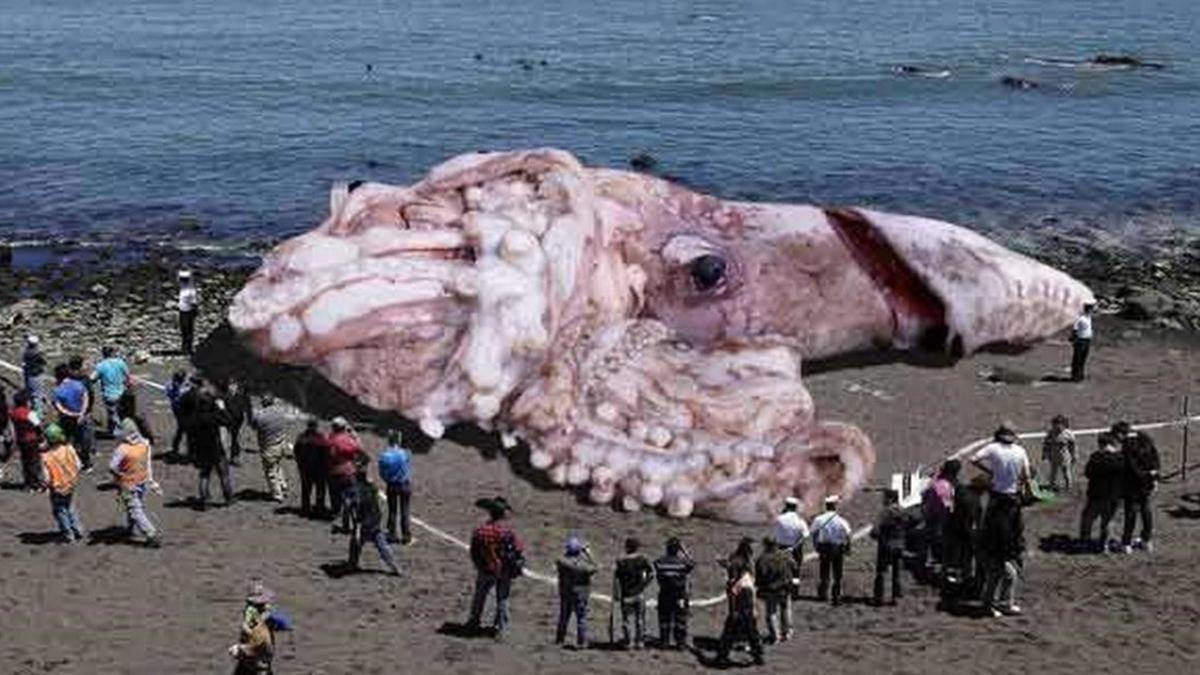 zentauroepp25334282 noticias falsas  second giant sea creature washes ashore alo171113131355