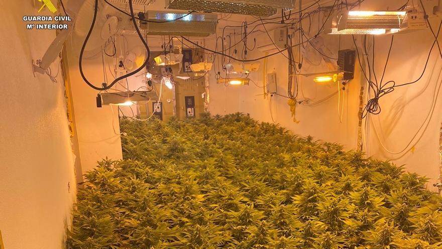 La Guardia Civil desmantela una plantación de marihuana indoor en Aspe.