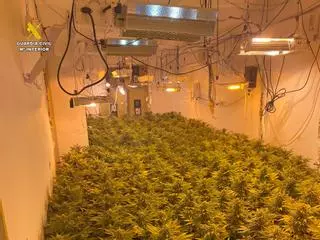Desmantelan en Aspe una plantación de marihuana en la casa de un británico fallecido en 2022