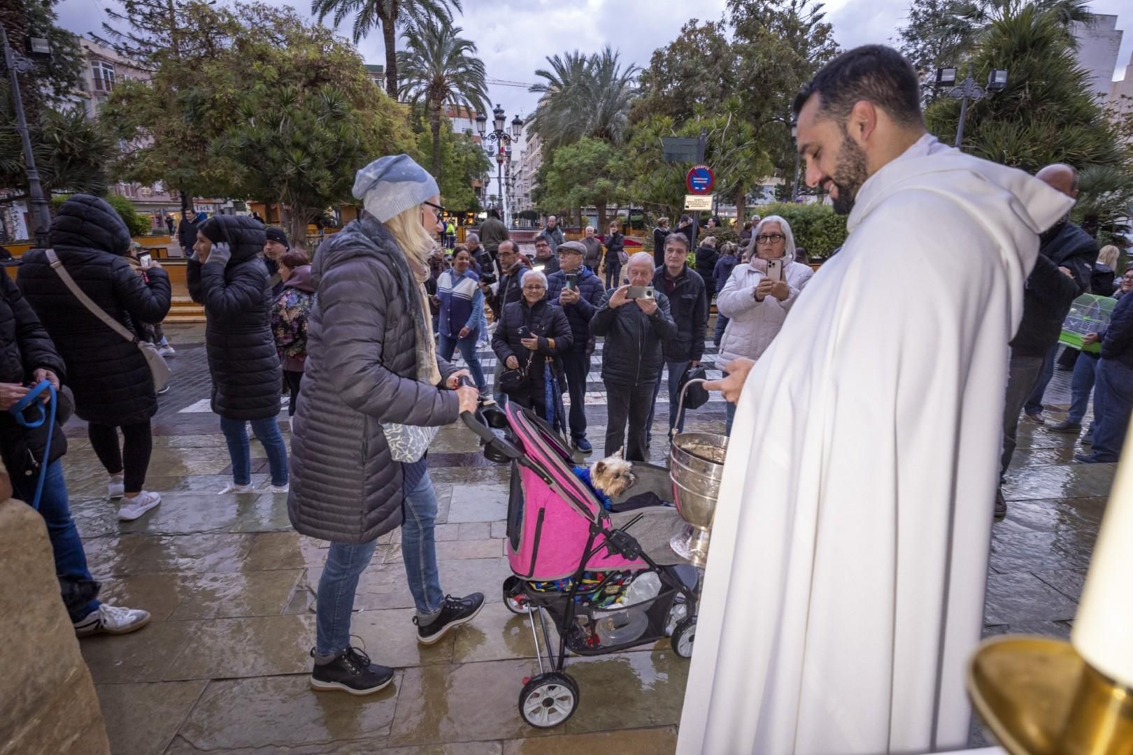 Bendición de animales por San Antón bajo una lluvia invernal en Torrevieja