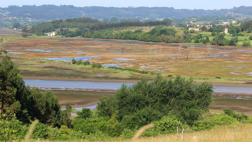 Los porreos de Muslera, de la ría de Villaviciosa. | LNE