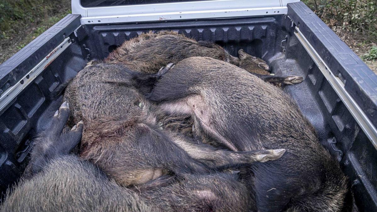 Batida de caza de jabalí en un coto privado del Gironès.
