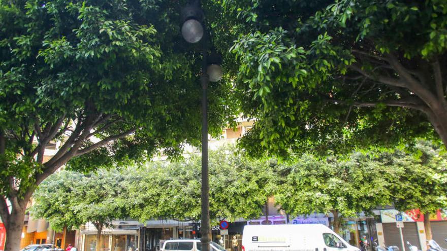 Decenas de farolas de la calle Colón han sido engullidas por el ramaje de los árboles.