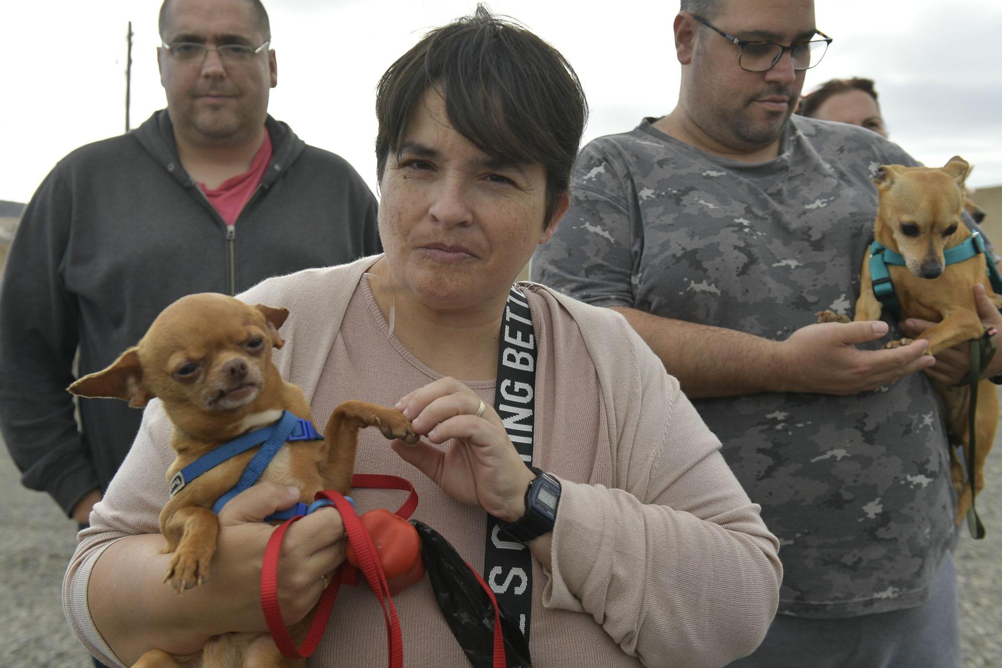 Gáldar tendrá en El Sobradillo un albergue para perros, gatos, ovejas y hasta caballos