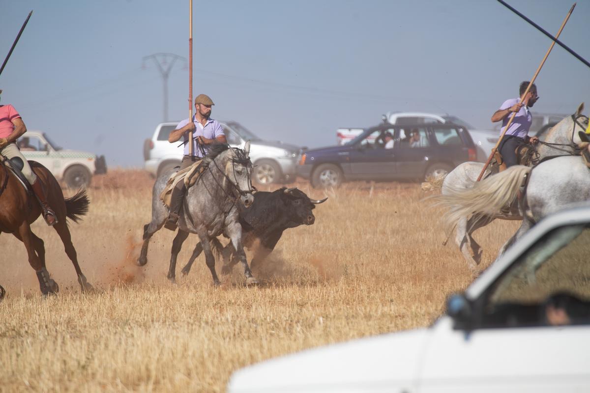 Espante campero en Pereruela 2022