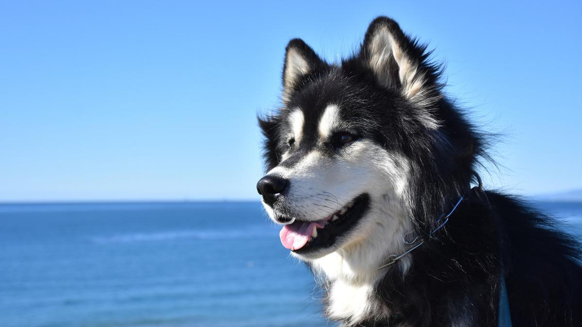 Malamute de Alaska.