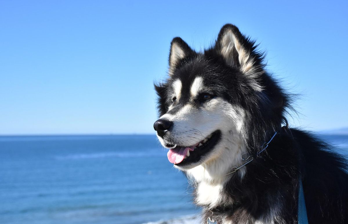 Malamute de Alaska.