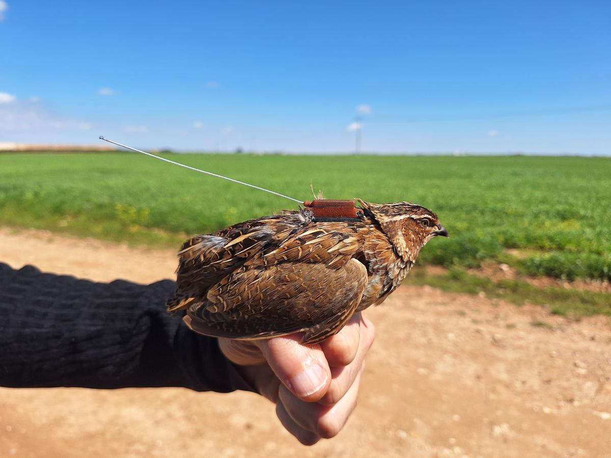 Suelta de una codorniz con radiomarcaje.