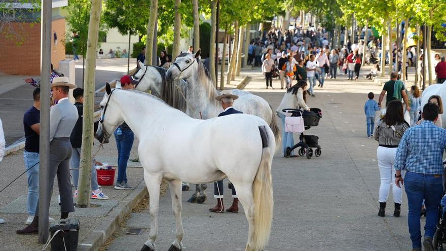 La Feria Agroganadera de Los Pedroches, en imágenes