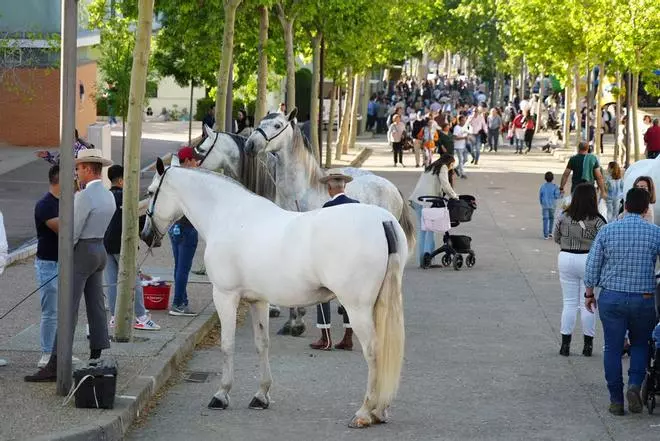 La Feria Agroganadera de Los Pedroches, en imágenes