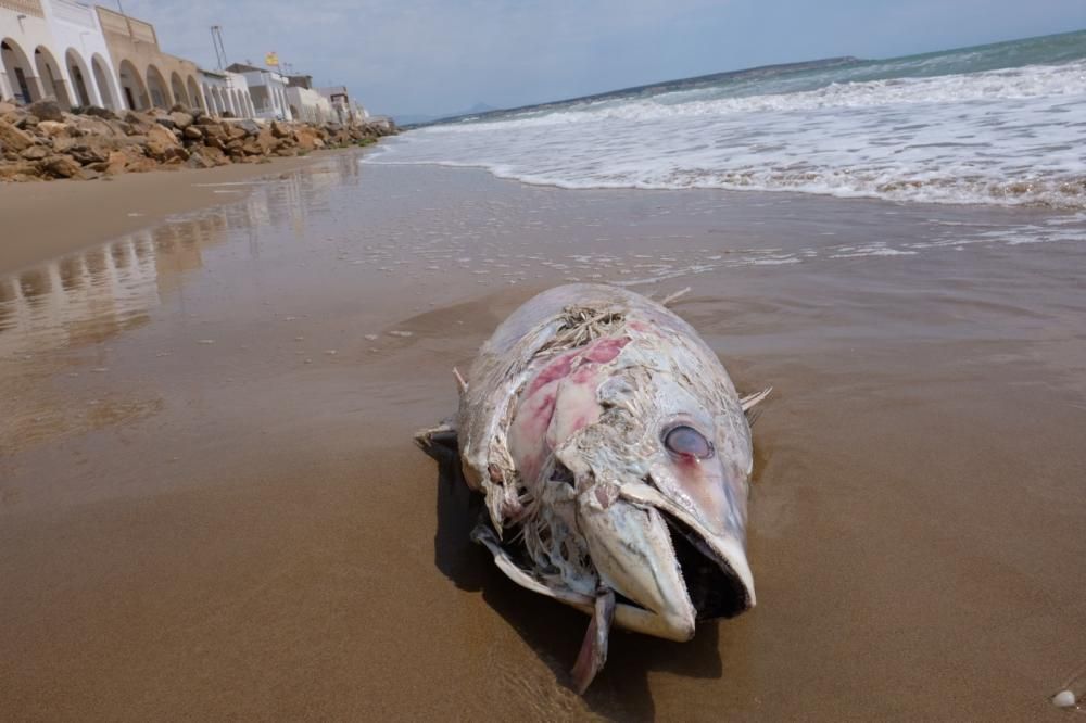 Aparece muerto un atún de unos 40 kilos en la orilla de la playa de El Pinet en Elche