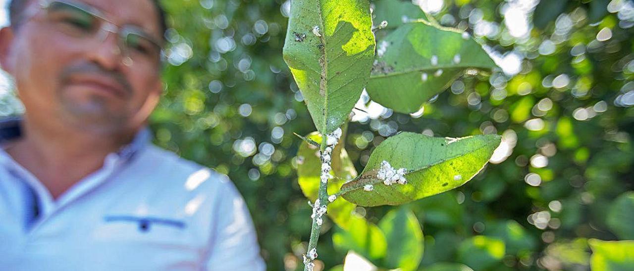 Un ingeniero agrónomo muestra una rama de limonero afectada por la plaga de la Pulvinaria polygonata en una finca de la pedanía oriolana de Torremendo.