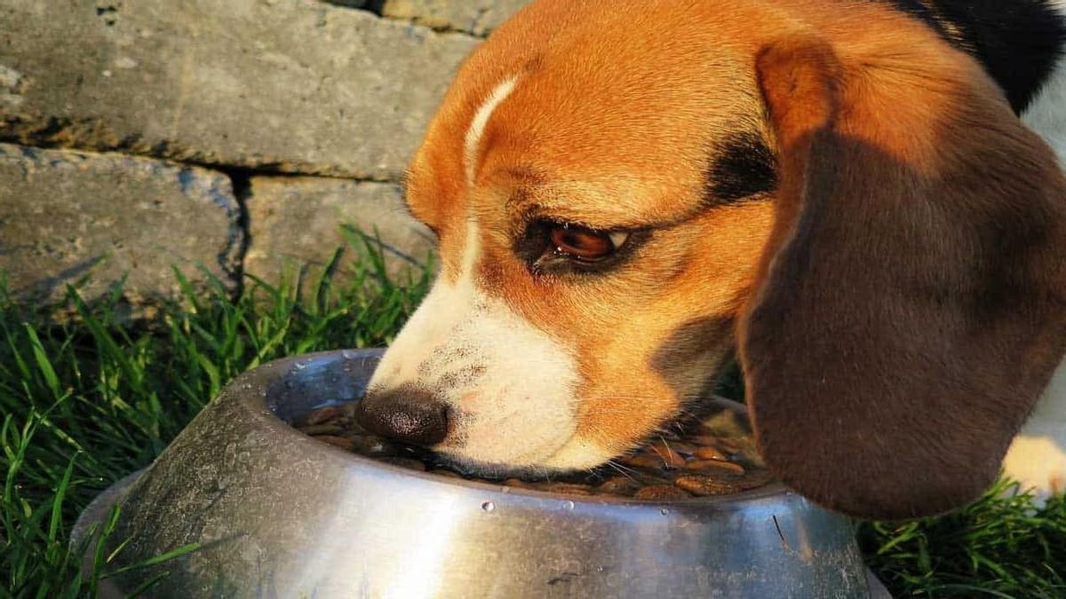 Novedad en la alimentación de tu mascota: combate el desperdicio con comida a precios reducidos