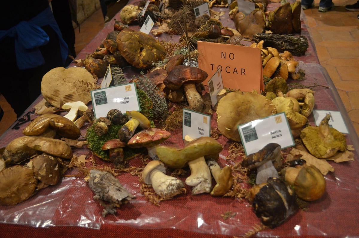 La Exposición Micológica de Benavente, en imágenes