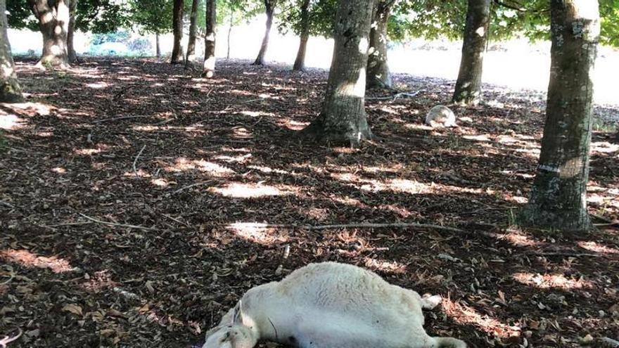 La factura que dejó el lobo en solo una veintena de granjas 