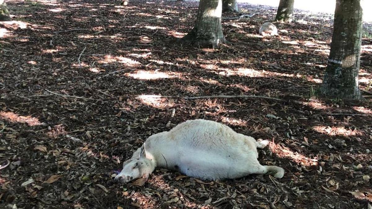 La factura que dejó el lobo en solo una veintena de granjas gallegas supera los 110.000 euros