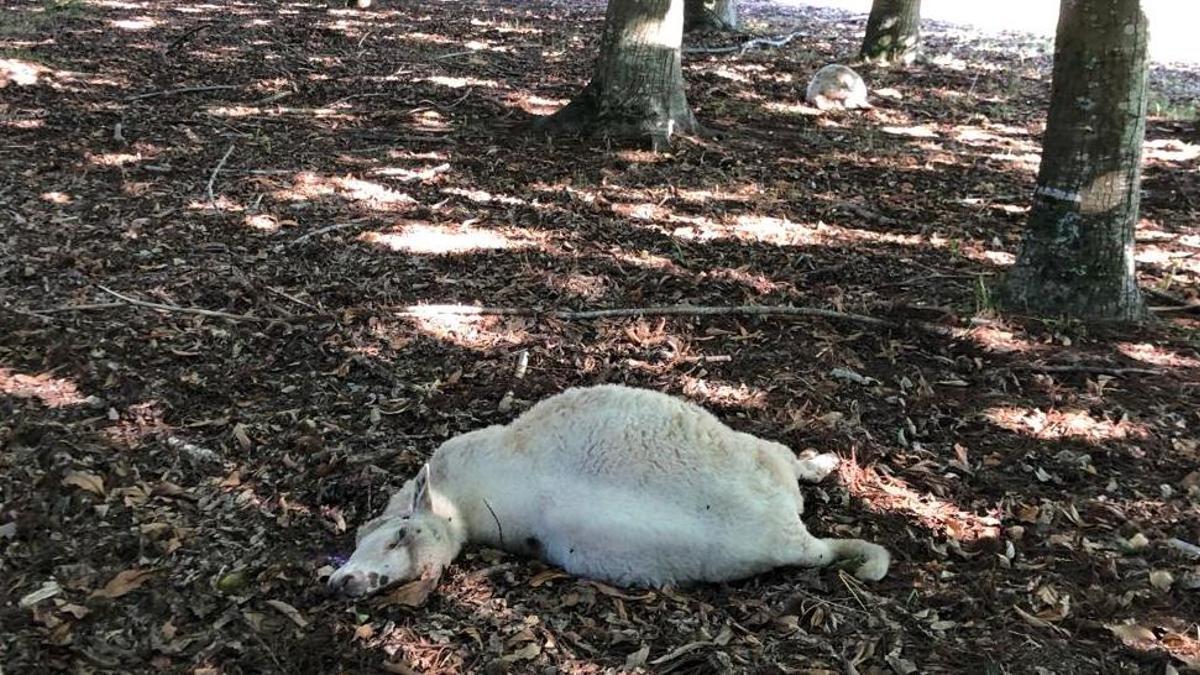 Ataque del lobo a un rebaño de ovejas en A Estrada.