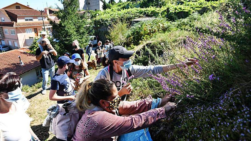 Recogida de hierbas con la Asociación Ronsel de Poio.