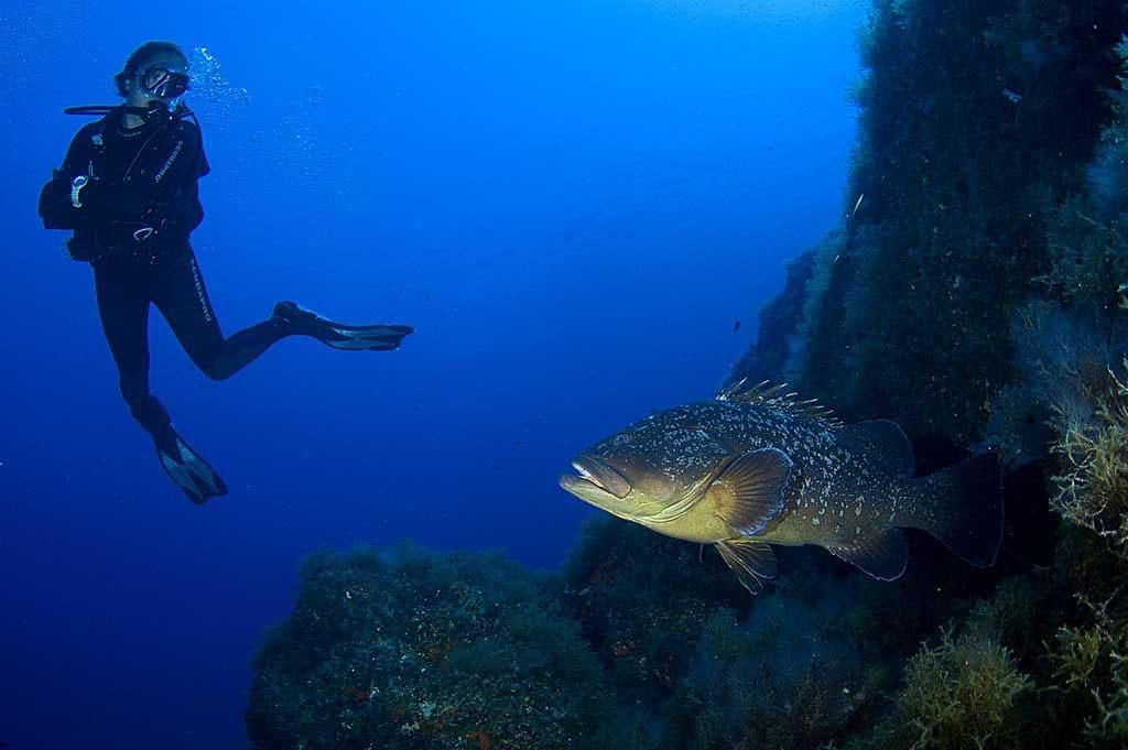 FOTOS | Calvià es uno de los mejores lugares de España para iniciarse en el mundo del submarinismo