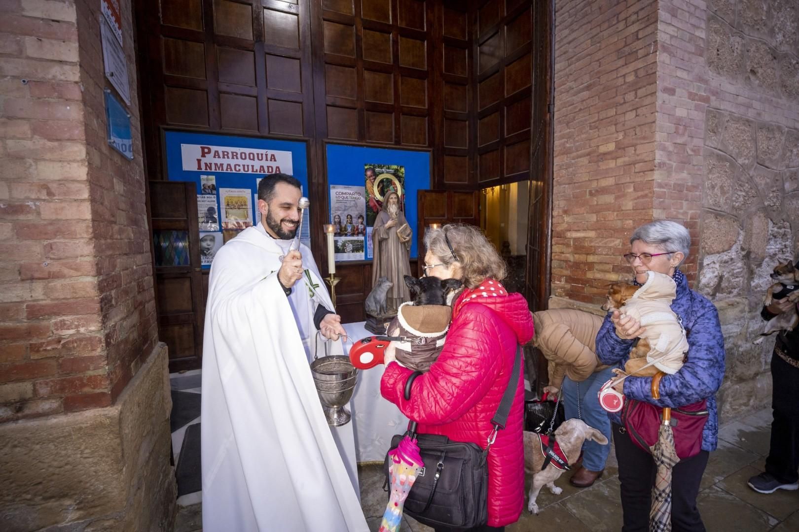 Bendición de animales por San Antón bajo una lluvia invernal en Torrevieja