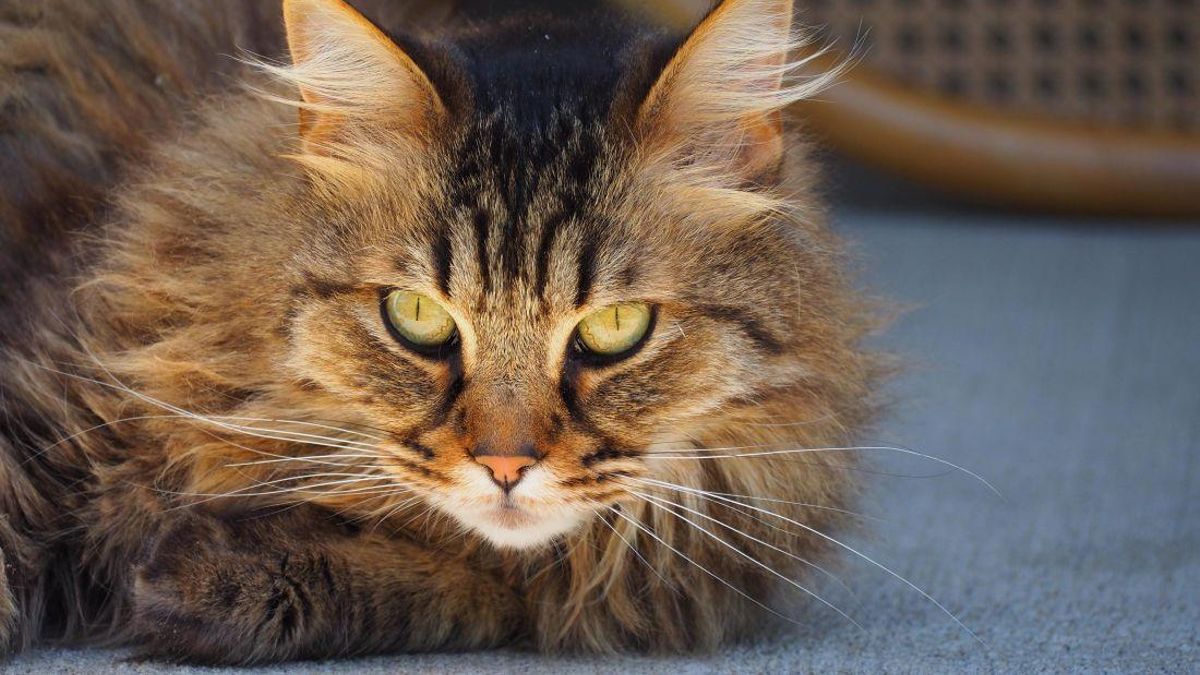 Gato de la raza Bosque de Noruega.