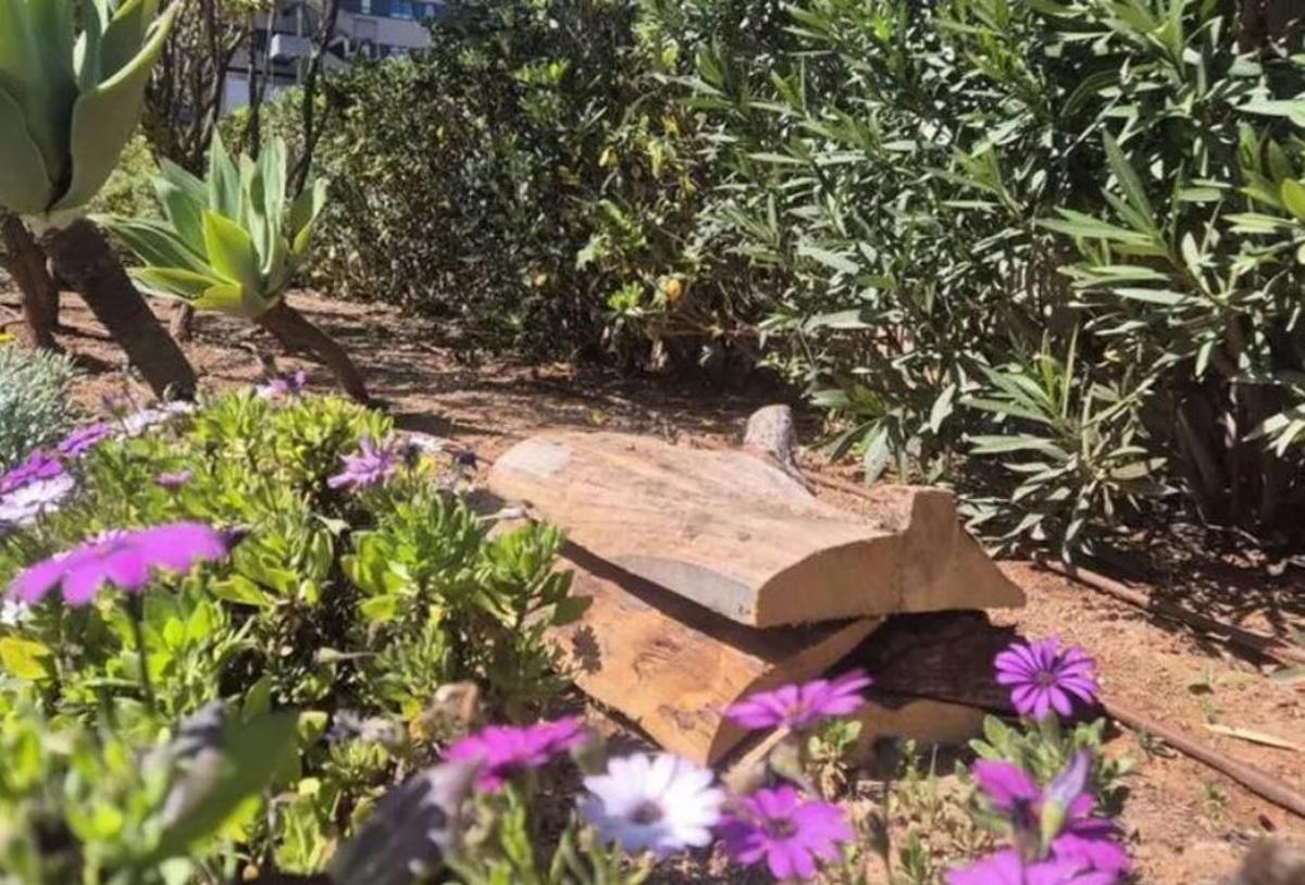 Un refugio medio encondido en el exterior del hospital.  |  | ASEF