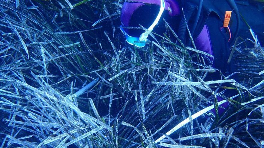 Un buceador examina una pradera de posidonia en una imagen de archivo. | SALVEM SA BADIA