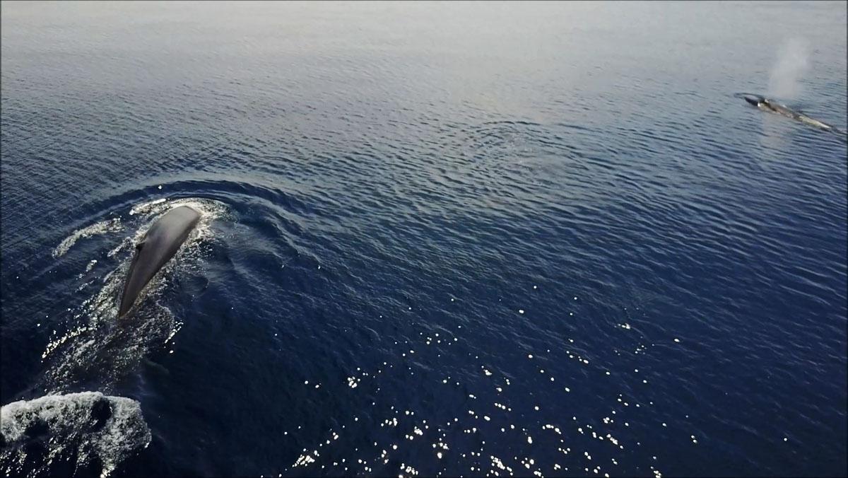 El Rorcual común defeca en las costas del Garraf, por que habita aquí.