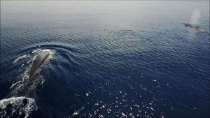 El Rorqual comú defeca a les costes del Garraf, perquè viu aquí.
