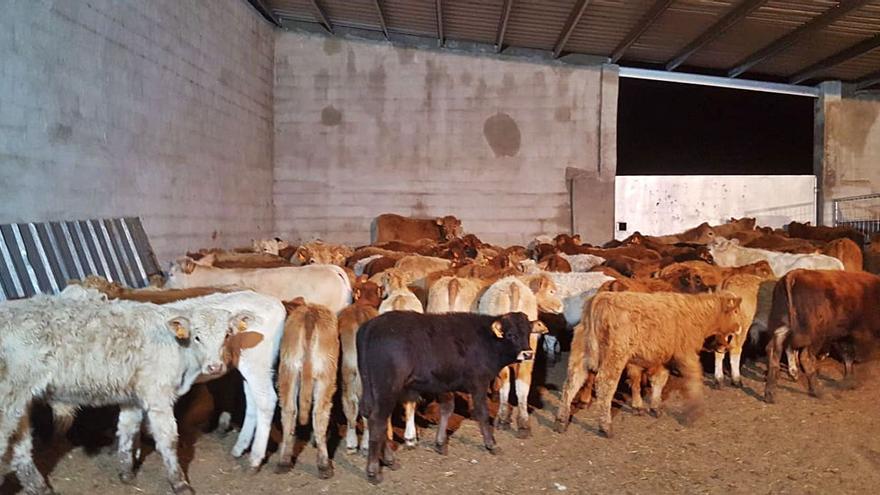 Ganaderos de Sanabria recuperan los 92 terneros robados en la estafa