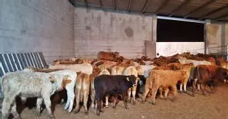 Ganaderos de Sanabria recuperan los 92 terneros robados en la estafa