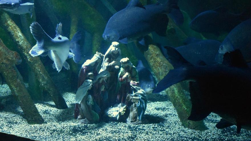 Pirañas vegetarianas custodian el belén submarino de Sea Life en la Navidad 2025