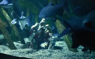 Pirañas vegetarianas custodian el belén submarino de Sea Life en la Navidad