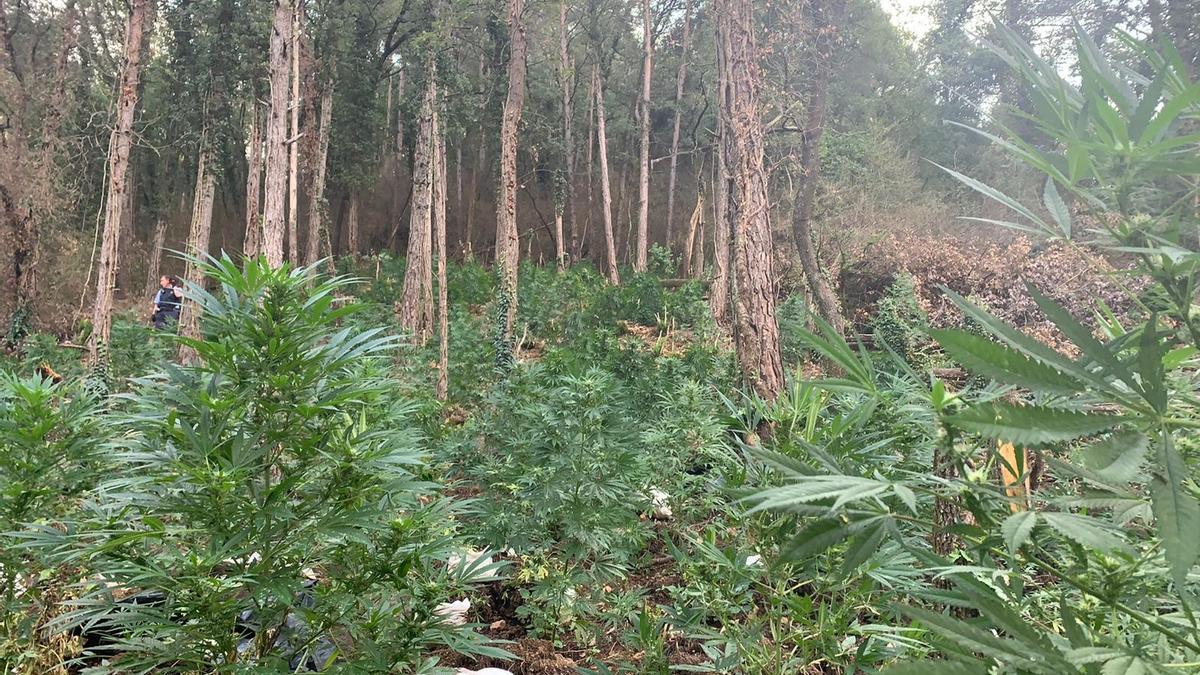 Plantació de marihuana en una zona boscosa de Cercs