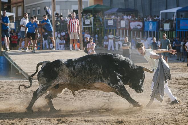 Algunas imágenes de la exhibición de los toros de Espartaco que han protagonizado el encierro de les Penyes