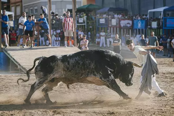 Algunas imágenes de la exhibición de los toros de Espartaco que han protagonizado el encierro de les Penyes