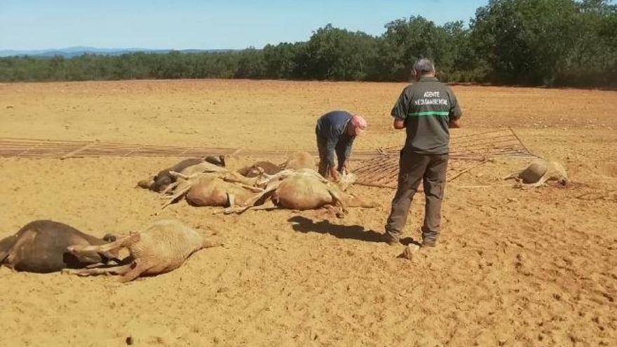 Un agente ambiental observa las ovejas muertas