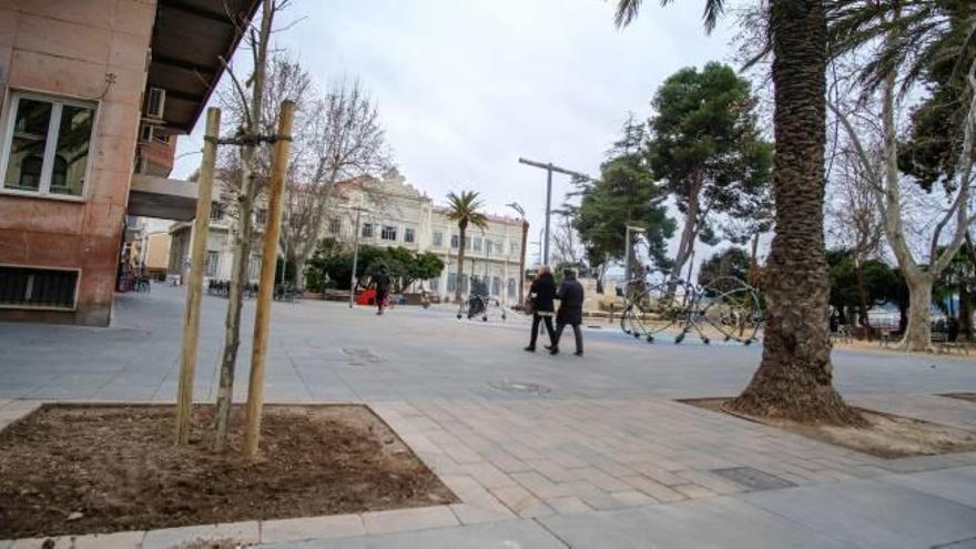 Situación actual de la zona de palmeras del paseo con la plantación de ocho plátanos.